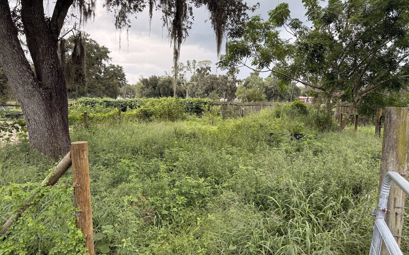 Overgrown Central Florida acreage property with tall grass and weeds