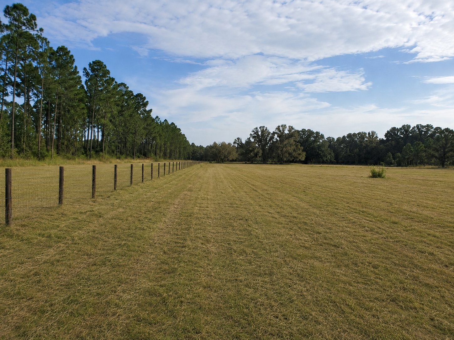 Open Central Florida acreage with fencing, pine trees and maintained field