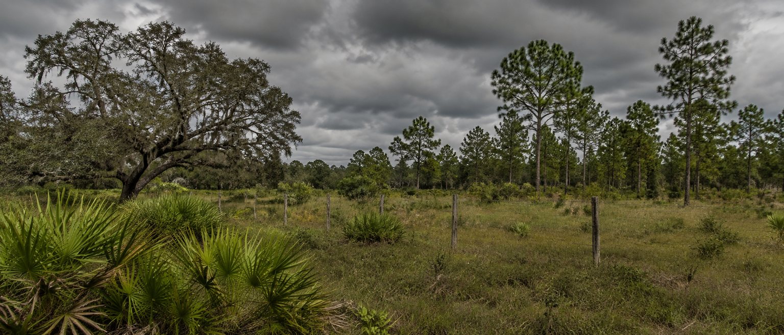 Central Florida property ground with palmetto and pine vegetation under a heavy overcast sky